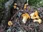Sárga rókagomba (Cantharellus cibarius), Retyezát. Erősen savanyú erdők talaján, gyakran mohapárnákban nő